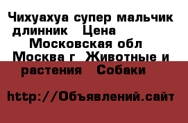 Чихуахуа супер мальчик длинник › Цена ­ 13 000 - Московская обл., Москва г. Животные и растения » Собаки   